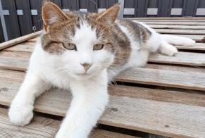Disappearance alert Cat Male , 3 years Villars-sur-Glâne Switzerland