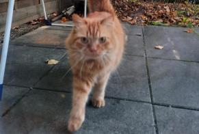Disappearance alert Cat Male , 6 years Prilly Switzerland
