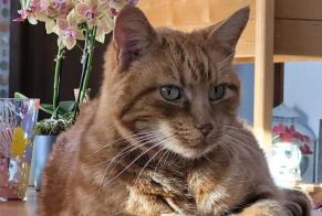 Disappearance alert Cat miscegenation Male , 13 years Vufflens-la-Ville Switzerland