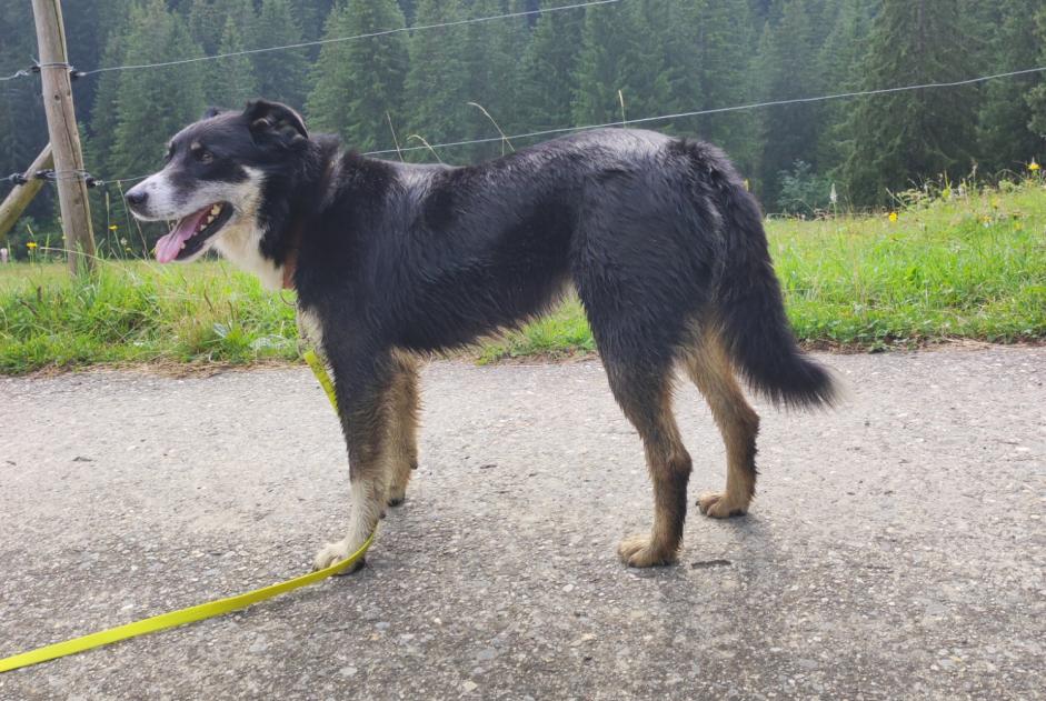 Discovery alert Dog Female Château-d’Œx Switzerland