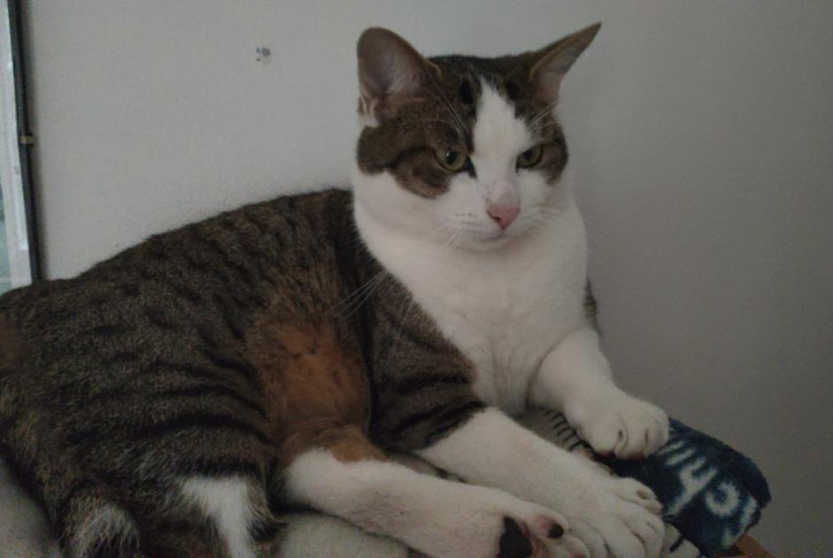 Disappearance alert Cat miscegenation Male , 7 years Bern Switzerland