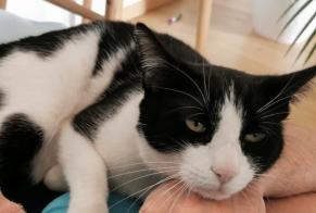 Disappearance alert Cat miscegenation Male , 5 years Préverenges Switzerland