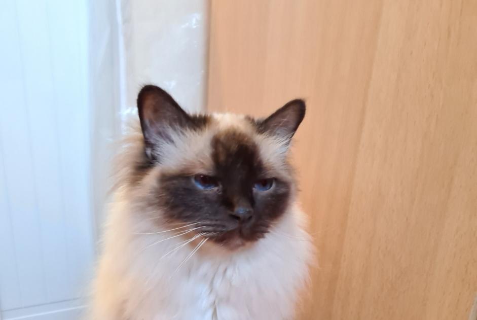 Disappearance alert Cat  Male , 11 years Vernier Switzerland