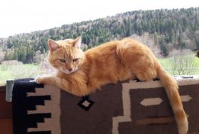 Disappearance alert Cat  Male , 11 years Vallorbe Switzerland