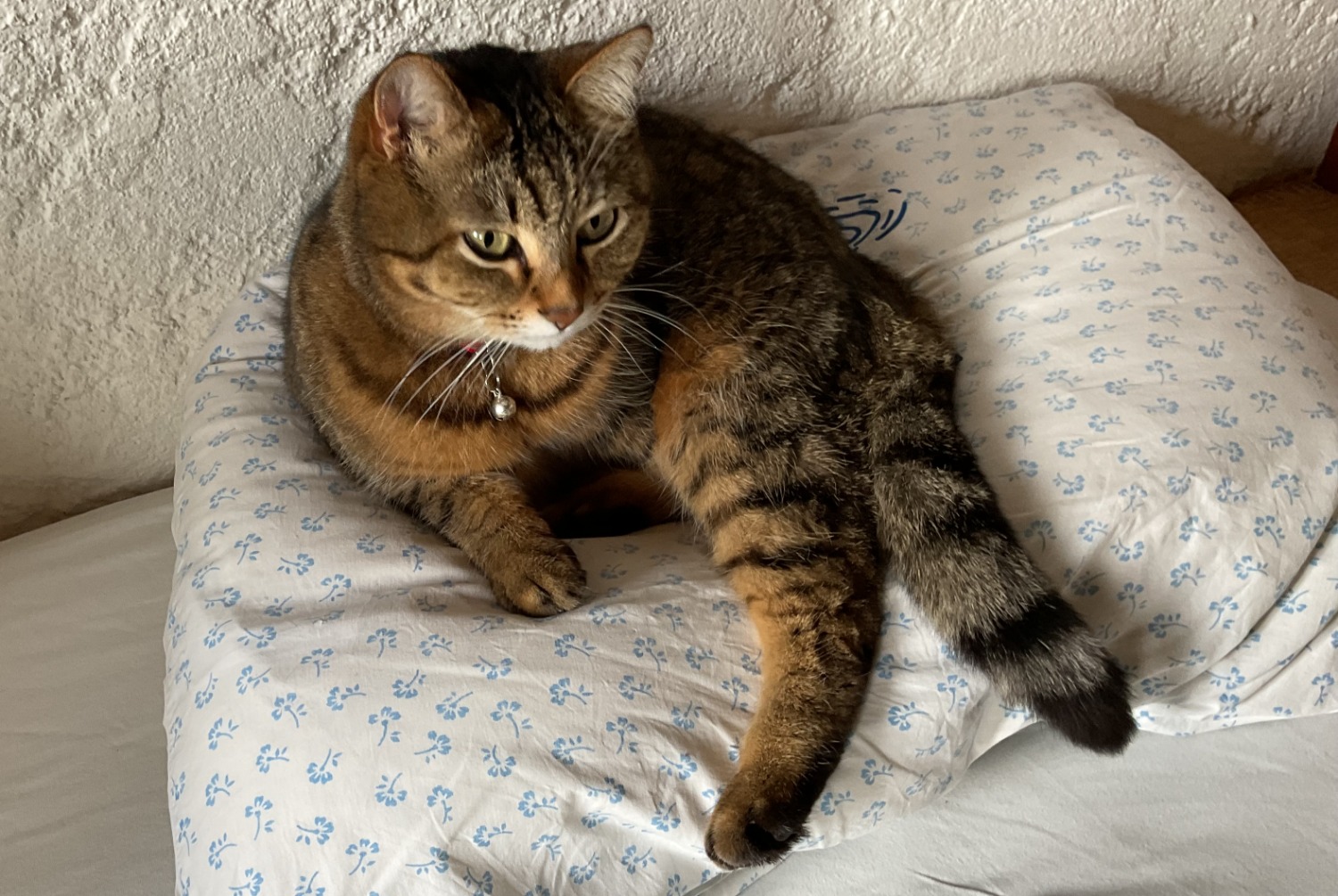 Disappearance alert Cat Female , 7 years Soral Switzerland