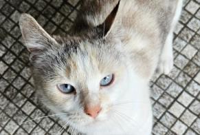 Disappearance alert Cat miscegenation Female , 3 years Orbe Switzerland