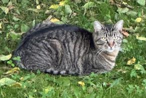 Disappearance alert Cat Male , 3 years Givisiez Switzerland