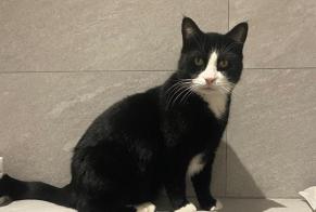 Disappearance alert Cat Male , 7 years Sion Switzerland