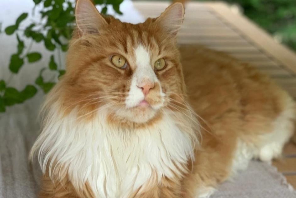 Disappearance alert Cat  Male , 3 years Cologny Switzerland