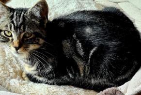 Disappearance alert Cat miscegenation Male , 0 years Vuisternens-devant-Romont Switzerland