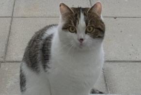 Disappearance alert Cat  Male , 2 years Sierre Switzerland