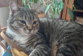 Disappearance alert Cat Female , 4 years Massonnens Switzerland