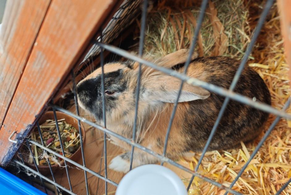 Discovery alert Rabbit Unknown Yverdon-les-Bains Switzerland