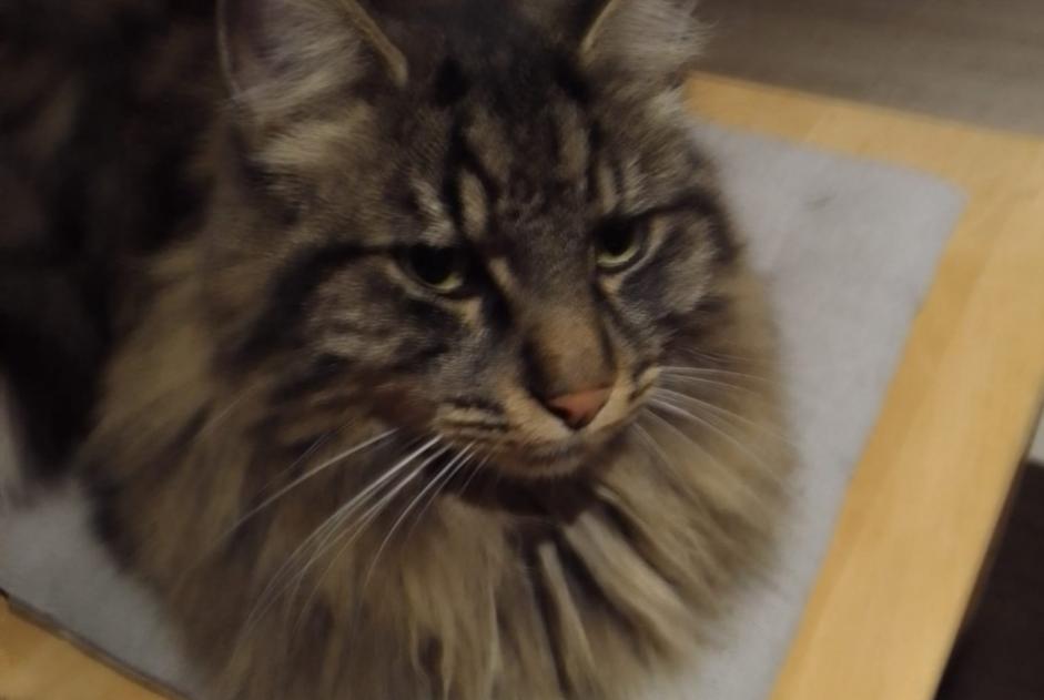 Disappearance alert Cat miscegenation Male , 3 years St. Silvester Switzerland