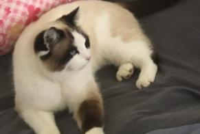 Disappearance alert Cat miscegenation Female , 3 years Echarlens Switzerland