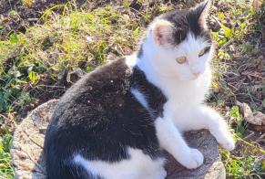 Disappearance alert Cat Female , 3 years Blonay - Saint-Légier Switzerland