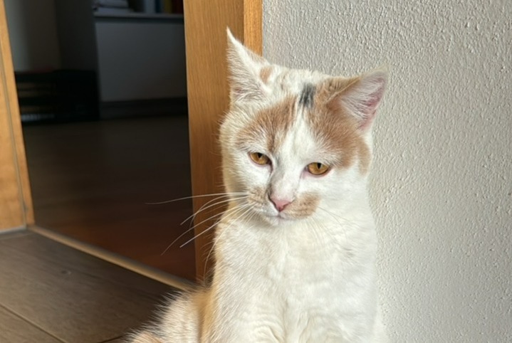 Disappearance alert Cat Female , 1 years Champvent Switzerland