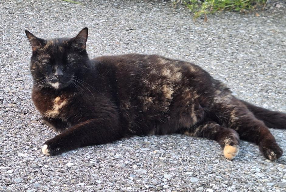 Disappearance alert Cat Female , 6 years Broc Switzerland