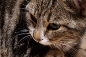 Disappearance alert Cat Male , 0 years Torny Switzerland