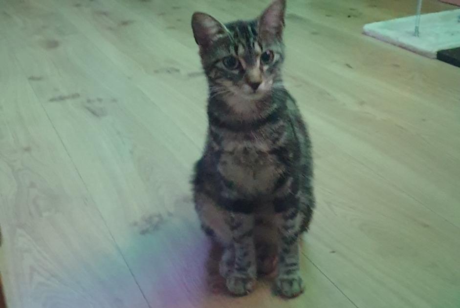 Disappearance alert Cat Female , 2 years Château-d’Œx Switzerland