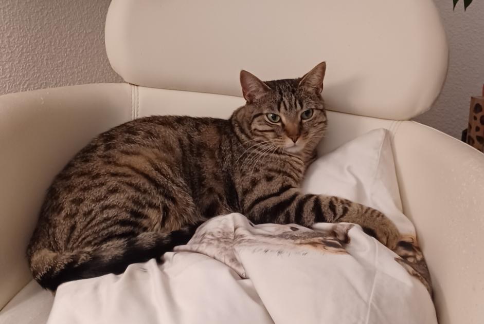 Disappearance alert Cat Male , 4 years Fribourg Switzerland