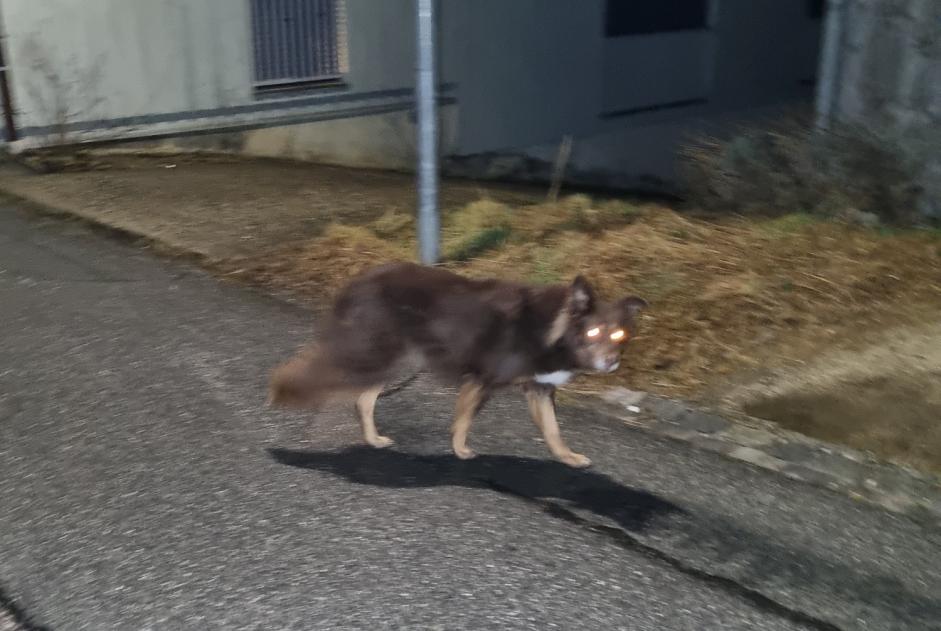 Discovery alert Dog Unknown Valbirse Switzerland