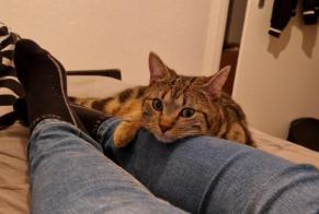 Disappearance alert Cat Male , 2 years Troistorrents Switzerland