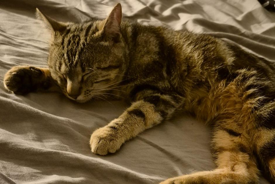 Disappearance alert Cat Male , 2 years Troistorrents Switzerland