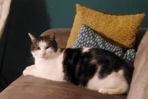 Disappearance alert Cat Male , 7 years Riddes Switzerland