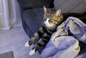 Disappearance alert Cat Male , 11 years Dorénaz Switzerland