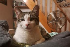 Disappearance alert Cat Male , 1 years Fribourg Switzerland