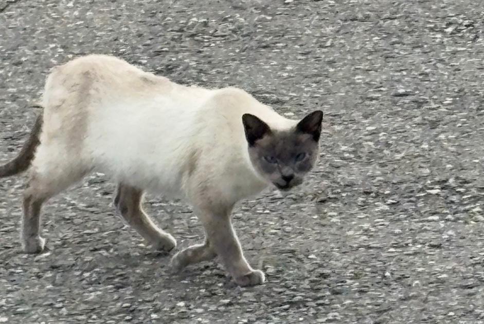 Discovery alert Cat  Unknown Le Mouret Switzerland