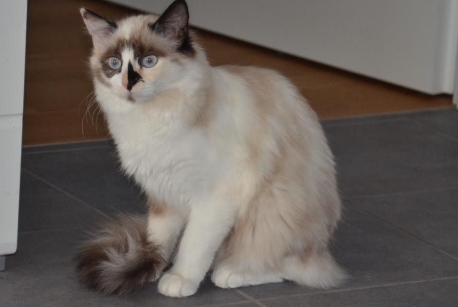 Disappearance alert Cat  Female , 1 years Grandson Switzerland