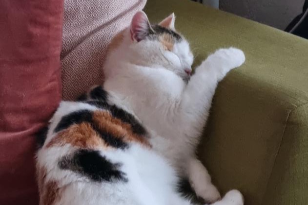 Disappearance alert Cat Female , 4 years Marly Switzerland