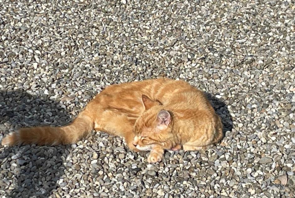 Disappearance alert Cat Male , 2025 years Genève Switzerland