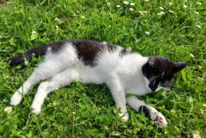 Disappearance alert Cat  Female , 4 years Eysins Switzerland