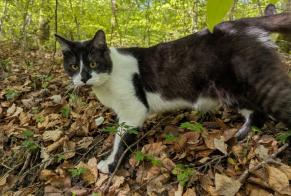 Discovery alert Cat Unknown Ferreyres Switzerland
