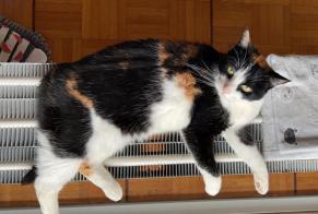 Disappearance alert Cat Female , 12 years Morges Switzerland