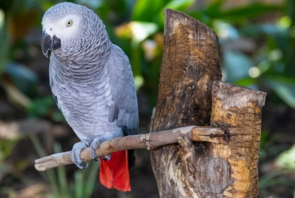 Disappearance alert Bird Female , 2025 years Morrens Switzerland