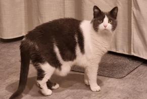 Disappearance alert Cat  Female , 13 years Yvorne Switzerland