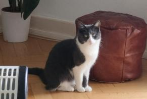 Disappearance alert Cat  Female , 4 years Payerne Switzerland