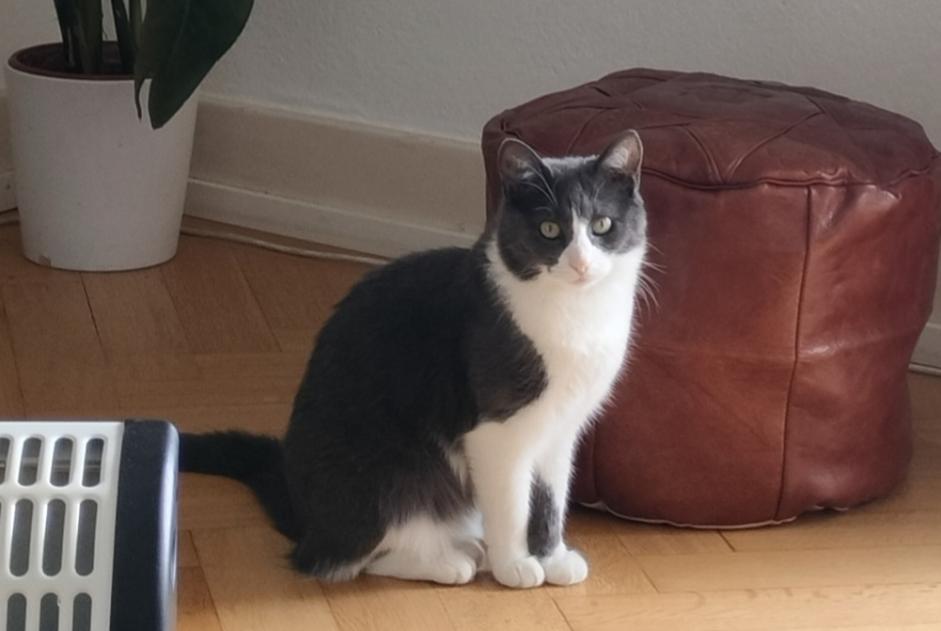Disappearance alert Cat  Female , 4 years Payerne Switzerland