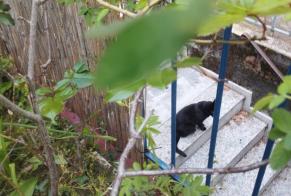 Discovery alert Cat Unknown Lausanne Switzerland