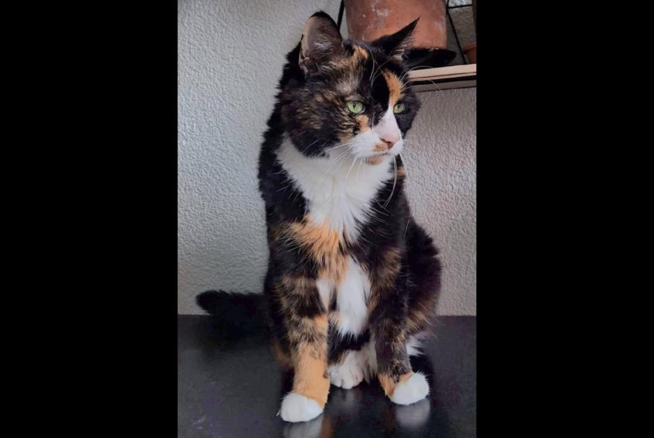 Disappearance alert Cat Female , 10 years Neuchâtel Switzerland