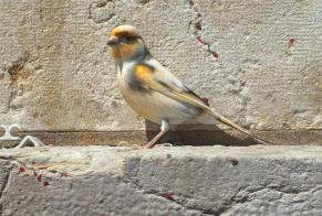 Discovery alert Bird Unknown Neuchâtel Switzerland