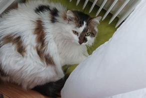 Disappearance alert Cat miscegenation Female , 14 years Busy France