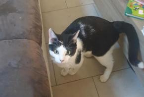 Discovery alert Cat miscegenation Male Montreux Switzerland