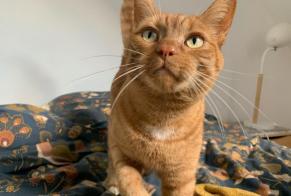 Disappearance alert Cat miscegenation Male , 7 years Orée d'Anjou France