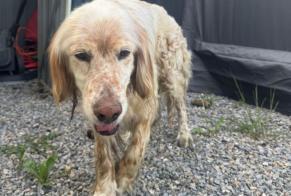 Discovery alert Dog Male Bordères-sur-l'Échez France