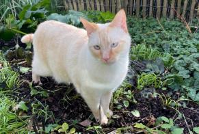 Disappearance alert Cat miscegenation Male , 3 years Thaon France